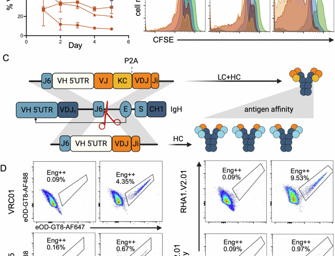 Vaccine elicitation of HIV broadly neutralizing antibodies from genome-edited B cells in non-human primates and derived lymphoid organoids