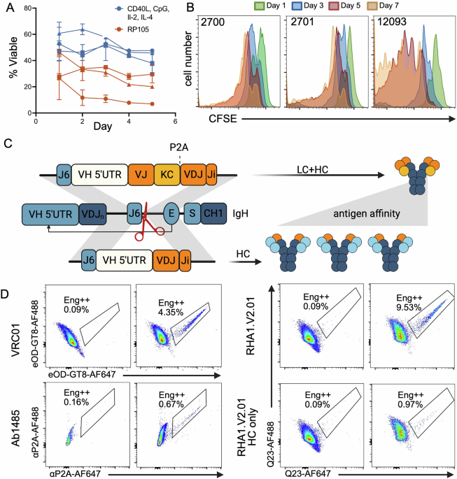 Vaccine elicitation of HIV broadly neutralizing antibodies from genome-edited B cells in non-human primates and derived lymphoid organoids