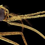 Vaccines mean malaria deaths should be falling — not rising