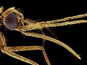 Vaccines mean malaria deaths should be falling — not rising