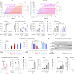 iNOS modulates inflammatory responses in an NO-independent manner through direct interaction with IRG1 in mitochondria