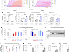 iNOS modulates inflammatory responses in an NO-independent manner through direct interaction with IRG1 in mitochondria