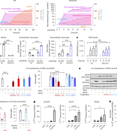 iNOS modulates inflammatory responses in an NO-independent manner through direct interaction with IRG1 in mitochondria