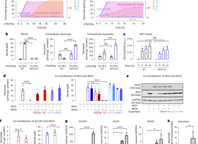 iNOS modulates inflammatory responses in an NO-independent manner through direct interaction with IRG1 in mitochondria
