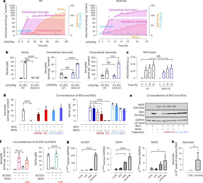 iNOS modulates inflammatory responses in an NO-independent manner through direct interaction with IRG1 in mitochondria