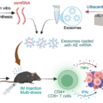 mRNA vaccination targeting AML1::ETO fusion gene eliminates leukemia cells via activating T cells
