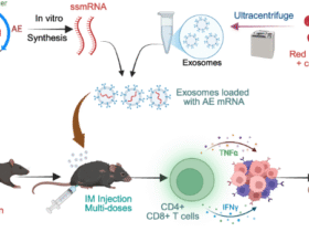 mRNA vaccination targeting AML1::ETO fusion gene eliminates leukemia cells via activating T cells