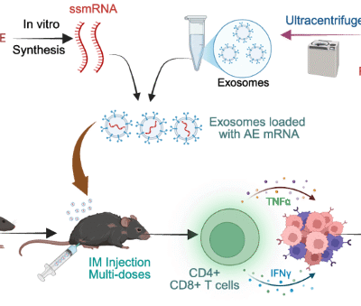 mRNA vaccination targeting AML1::ETO fusion gene eliminates leukemia cells via activating T cells