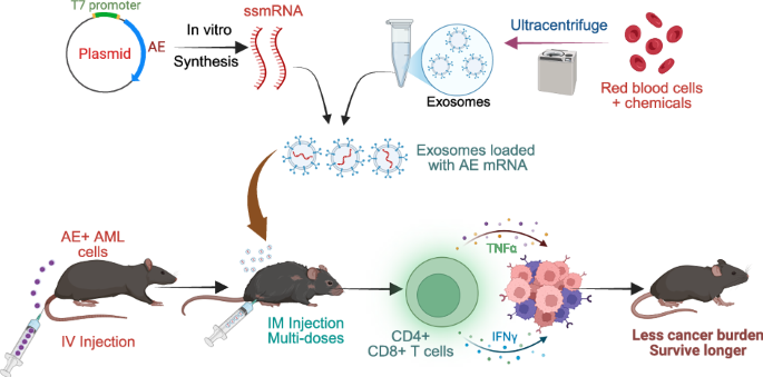 mRNA vaccination targeting AML1::ETO fusion gene eliminates leukemia cells via activating T cells