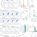 mRNA vaccines engage unconventional pathways in CD8+ T cell priming