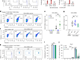 mRNA vaccines engage unconventional pathways in CD8+ T cell priming