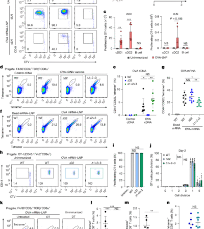mRNA vaccines engage unconventional pathways in CD8+ T cell priming