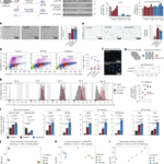 p21+TREM2+ senescent macrophages fuel inflammaging and metabolic dysfunction-associated steatotic liver disease