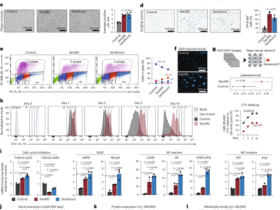 p21+TREM2+ senescent macrophages fuel inflammaging and metabolic dysfunction-associated steatotic liver disease