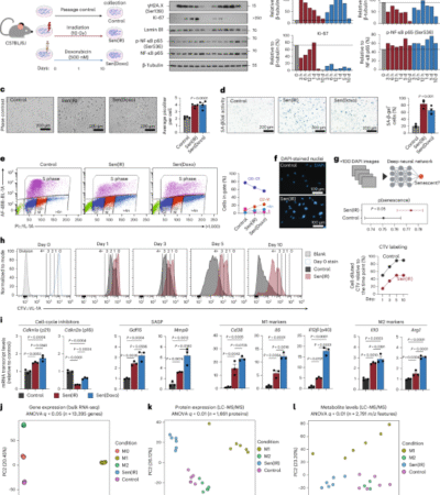 p21+TREM2+ senescent macrophages fuel inflammaging and metabolic dysfunction-associated steatotic liver disease