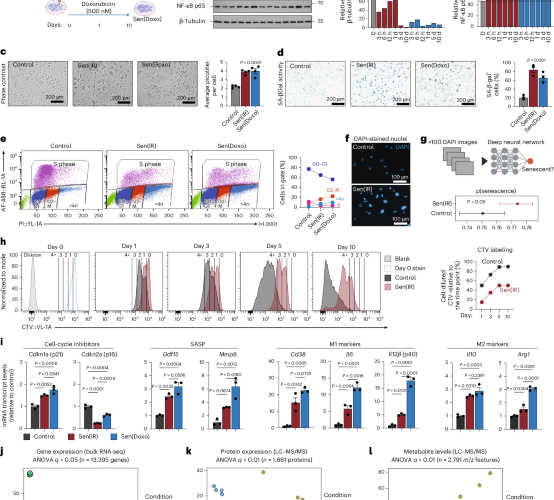 p21+TREM2+ senescent macrophages fuel inflammaging and metabolic dysfunction-associated steatotic liver disease