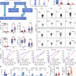 γδ T cell exhaustion is associated with obesity in individuals with type 2 diabetes
