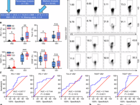 γδ T cell exhaustion is associated with obesity in individuals with type 2 diabetes