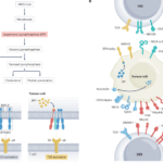 γδ T cells in colorectal and liver cancer