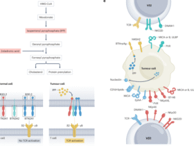 γδ T cells in colorectal and liver cancer