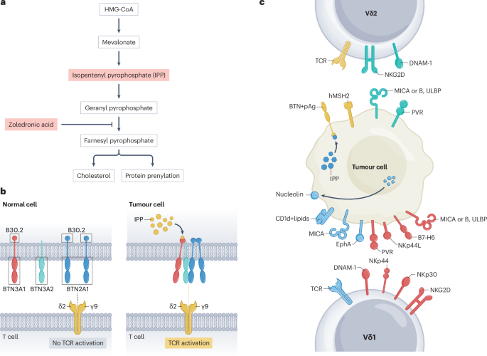 γδ T cells in colorectal and liver cancer