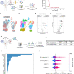 A differentiated effector T cell repertoire defines a functionally high-risk group of smoldering myeloma patients
