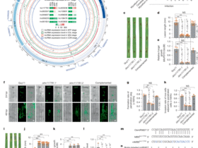 A pathogen lncRNA secreted into rice sequesters a host miRNA for virulence