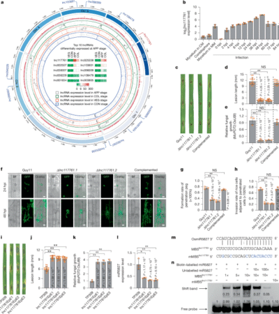A pathogen lncRNA secreted into rice sequesters a host miRNA for virulence