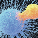 A role for CD8+ T cells in lupus nephritis