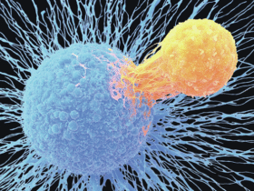 A role for CD8+ T cells in lupus nephritis