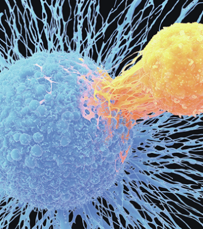 A role for CD8+ T cells in lupus nephritis