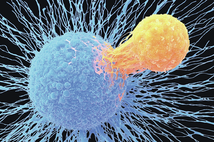A role for CD8+ T cells in lupus nephritis