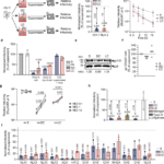 A tissue-intrinsic mechanism sensitizes HIV-1 particles for TLR-triggered innate immune responses