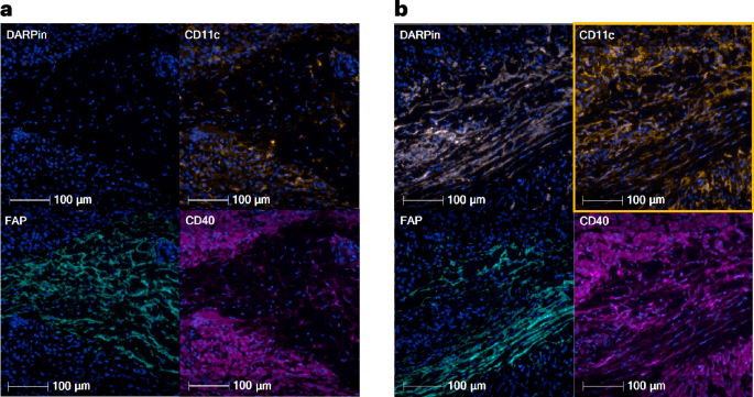 Activation of CD40 in tumors reprograms the tumor microenvironment