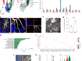 An inflammasome-driven differentiation program in intestinal stem cells protects against Salmonella infection