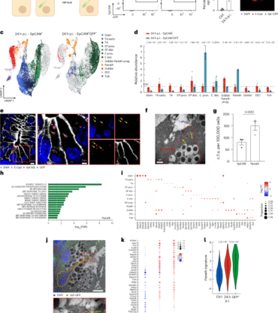 An inflammasome-driven differentiation program in intestinal stem cells protects against Salmonella infection