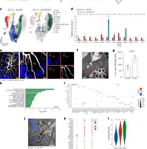 An inflammasome-driven differentiation program in intestinal stem cells protects against Salmonella infection