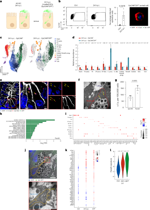 An inflammasome-driven differentiation program in intestinal stem cells protects against Salmonella infection