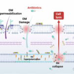 Antimicrobial peptide-induced inner membrane hyperpolarization is associated with antibiotic sensitization and attenuated MIC escalation in multidrug-resistant Gram-negative pathogens