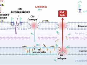 Antimicrobial peptide-induced inner membrane hyperpolarization is associated with antibiotic sensitization and attenuated MIC escalation in multidrug-resistant Gram-negative pathogens
