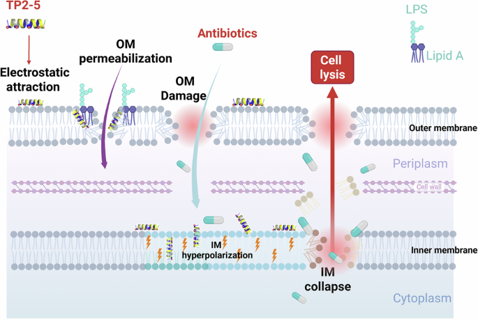Antimicrobial peptide-induced inner membrane hyperpolarization is associated with antibiotic sensitization and attenuated MIC escalation in multidrug-resistant Gram-negative pathogens