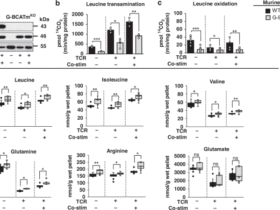 Blocking mitochondrial leucine transamination enhances T-cell activation and improves T-cell immunity against OVA-producing EL4 lymphoma