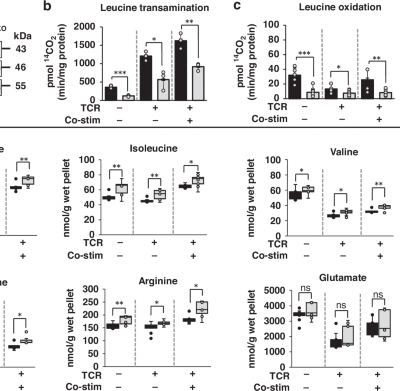Blocking mitochondrial leucine transamination enhances T-cell activation and improves T-cell immunity against OVA-producing EL4 lymphoma