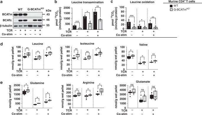 Blocking mitochondrial leucine transamination enhances T-cell activation and improves T-cell immunity against OVA-producing EL4 lymphoma