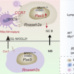 CCR7 orchestrates the malignant progression of memory B cells in MYC-overexpressing lymphoma