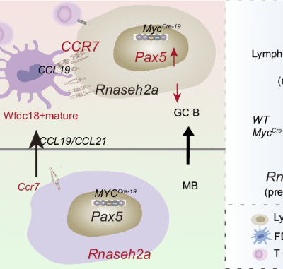 CCR7 orchestrates the malignant progression of memory B cells in MYC-overexpressing lymphoma