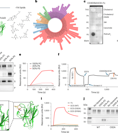 CD300ld on pathologically activated neutrophils promotes tumor immune suppression by binding phosphatidylserine on CD8+ T cells