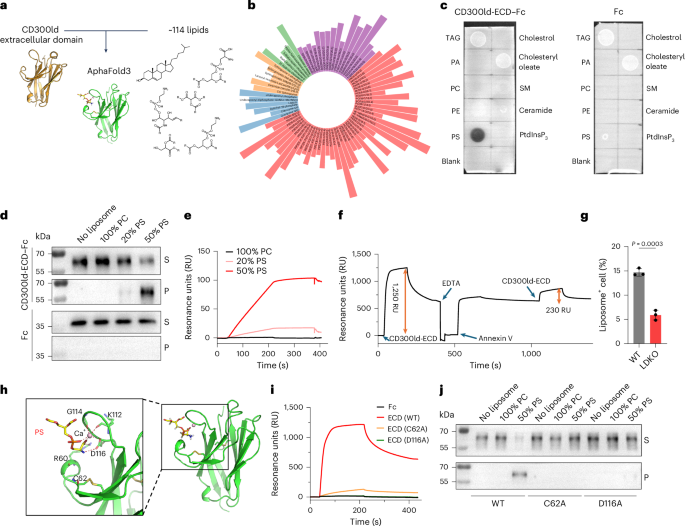 CD300ld on pathologically activated neutrophils promotes tumor immune suppression by binding phosphatidylserine on CD8+ T cells