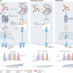 Calibrating T cell responsiveness through interactions with self