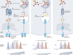 Calibrating T cell responsiveness through interactions with self